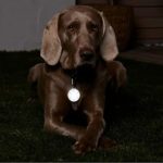 آویز یقه سگ LED با قلاب چیبو آلمان
